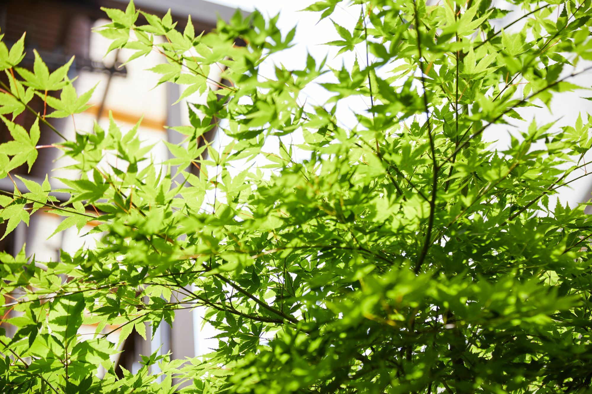 Villa Tachibana An Kyōto Exterior foto